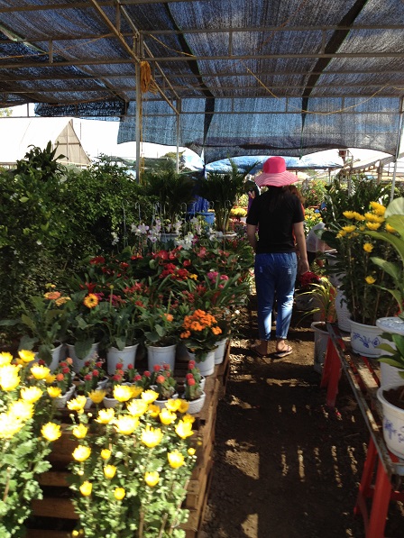 74_Khu vực bán hoa các loại và cây cảnh (5)