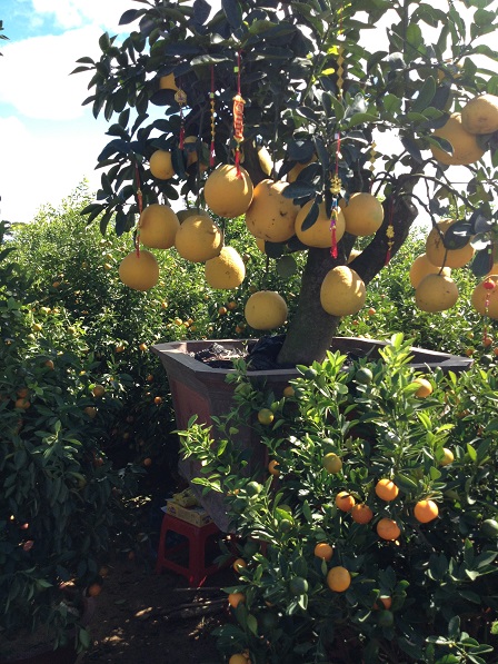 78_Khu vực bán cây bưởi (1)