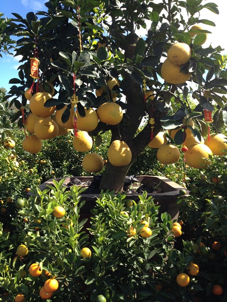 79_Khu vực bán cây bưởi (2)