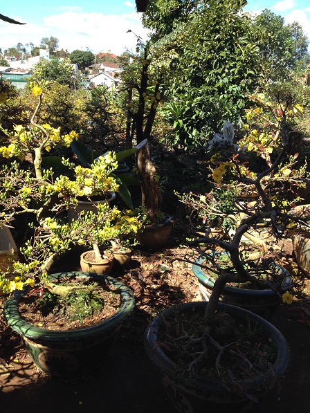 7_Vườn mai của ông Hải (1)