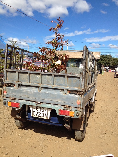 88_Xe chở cây cảnh đã mua (1)