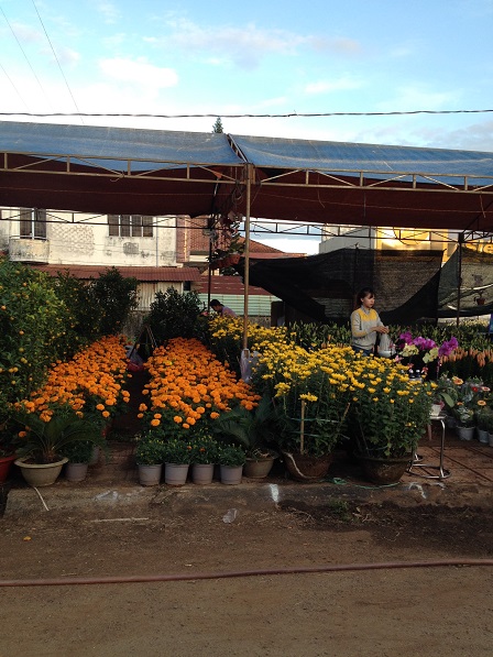 8_Khu vực bán hoa vạn thọ và hoa cúc vàng _ Bù Đăng