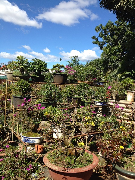 8_Vườn mai của ông Hải (2)