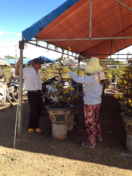 9_khach-mua-chau-canh-va-hoa-tet-5