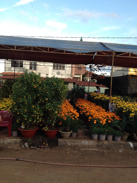 9_Khu vực bán cây quất, hoa vạn thọ và hoa cúc nhỏ _ Bù Đăng