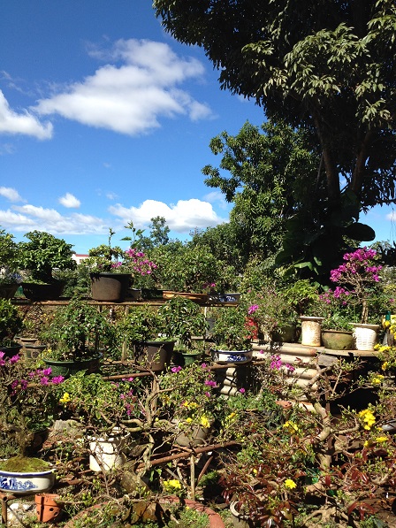 9_Vườn mai của ông Hải (3)