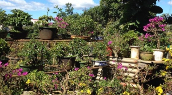 Ảnh sinh hoạt hằng ngày – Jan 28, 2017 – Vườn mai và cây cảnh