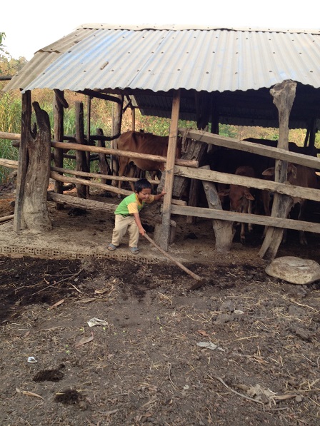 Anh em Thay con bố mẹ Thiếu chơi sau chuồng bò