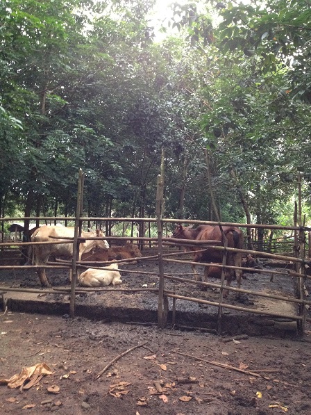 Chuồng bò giữa lô cao su của gia đình bố Gân, Sóc Bù Nhùi – Bù Đăng.