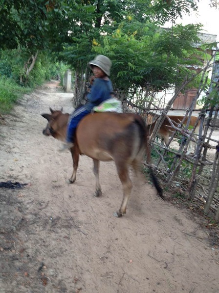 1/ Em Kali buổi chiều đi chăn bò về, phía sau em Kali bao giờ cũng có một cái liềm và một cái bao, để trong khi bò được thả ăn em Kali tranh thủ cắt thêm cỏ đem đến cho bò ăn mau no.