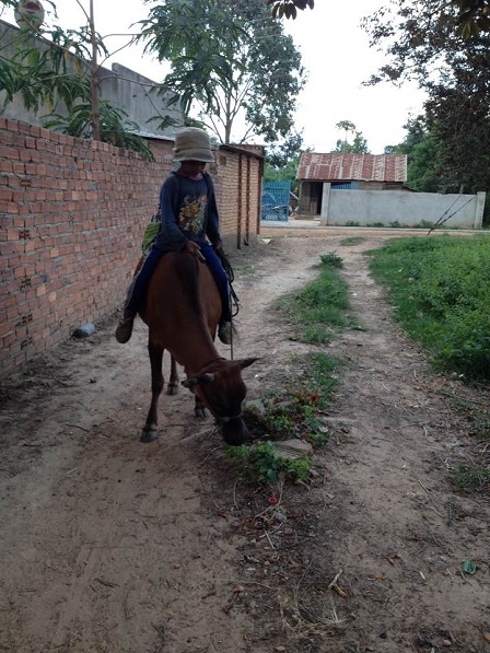 2/ Trên đường cho bò về em Kali thấy cỏ dọc đường còn cho bò dừng lại ăn thêm.