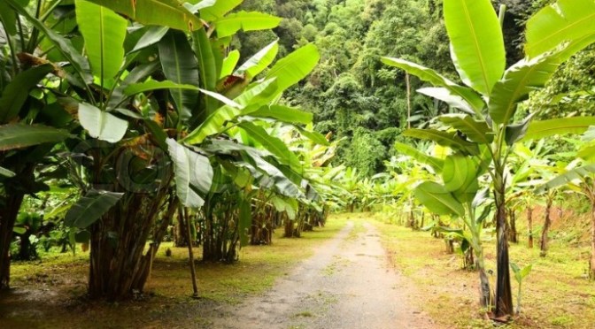 Prayer for Dot Chuoi Non