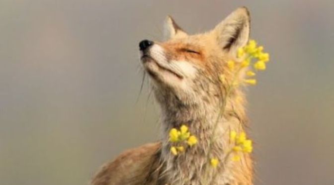 Lời cầu nguyện 84 – Prayer 84