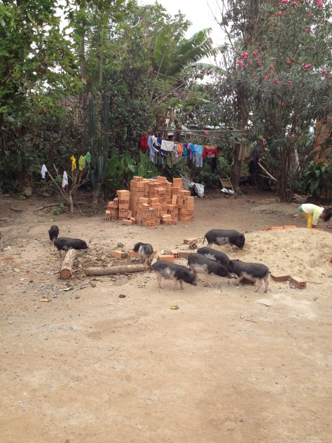 2/ Ảnh những con heo con tộc của gia đình bố mẹ Lơi lang thang trong sân nhà _ Buôn Hằng