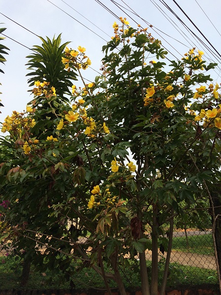 1/ Cây hoa Hoàng Đế ở trước cổng nhà các Pi.