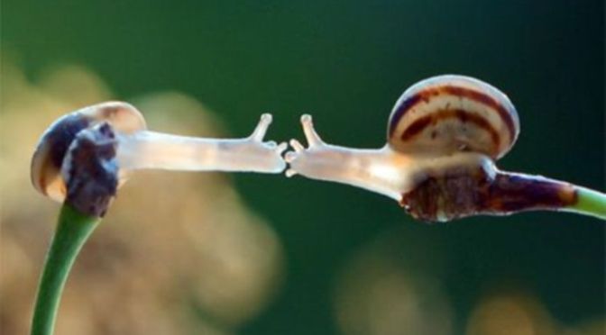 Không gì thay đổi tình yêu anh dành cho em – Nothing’s gonna change my love for you