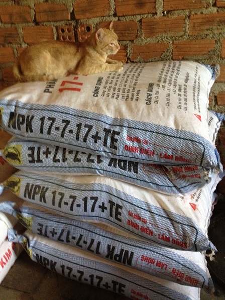 Ảnh con mèo rất mập của gia đình bố mẹ Gươm ở thôn Tư _ Buôn Hằng