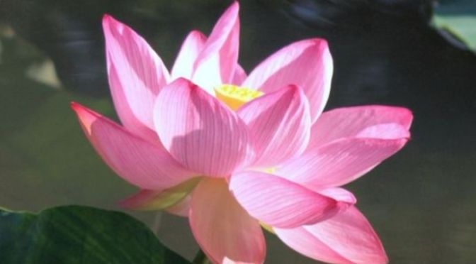 Lời cầu nguyện 75 – Prayer 75