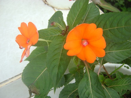 Ảnh cánh hoa Mai Hồng Thảo trước hiên nhà Lưu trú Buôn Hằng