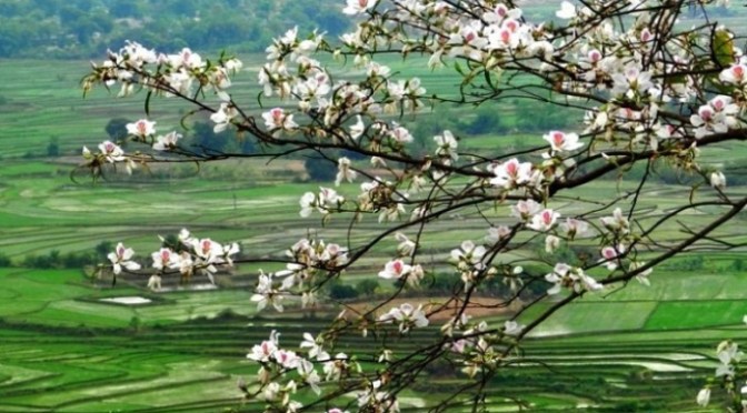 Mai An Nguyễn Anh Tuấn:  Tưởng nhớ Trần Vân Hạc