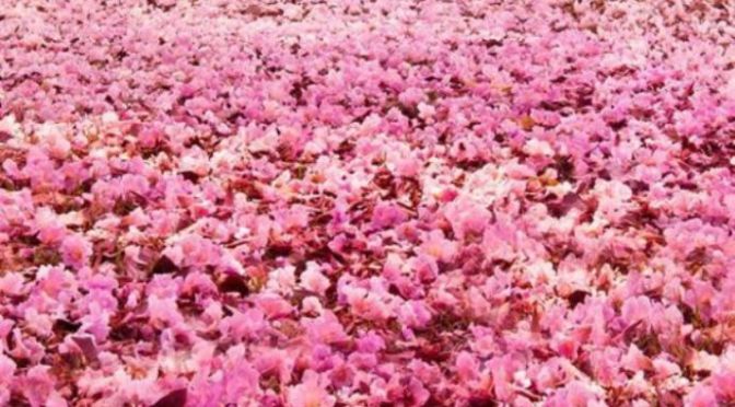 Lời cầu nguyện 114 – Prayer 114