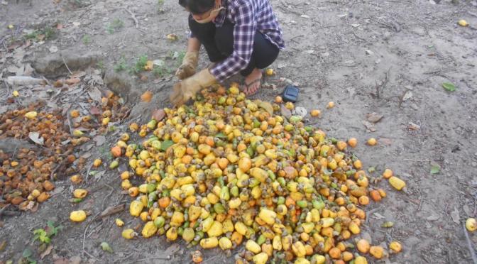 Lượm điều phụ bố mẹ