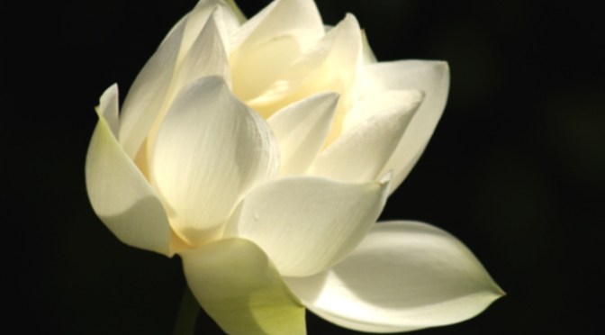 Lời cầu nguyện 183 – Prayer 183