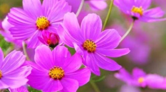 Lời cầu nguyện 179 – Prayer 179