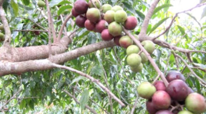 Những trái hồng quân không biết nghe lời