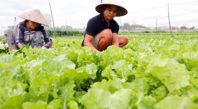 Đã lụn tàn những mảnh vườn xanh