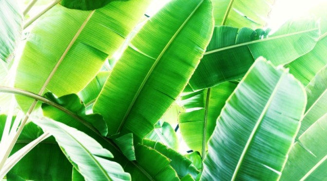 Chúc mừng sinh nhật tái sinh