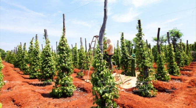 Người chăm bón trụ tiêu