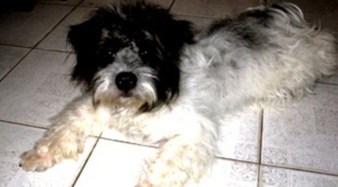 Chú chó rẻ tiền yêu dấu