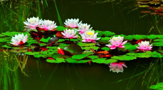 Chao đảo với thất tình lục dục