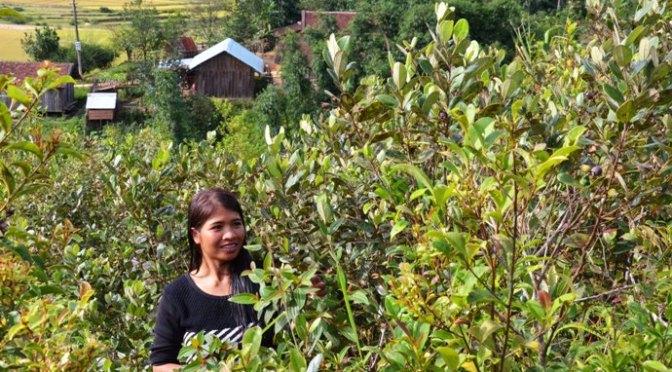 Mùa sim chín trên cao nguyên Kon Plông