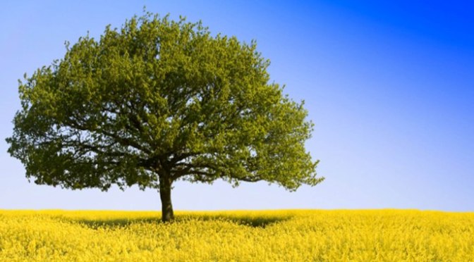 Tĩnh lặng và tình yêu