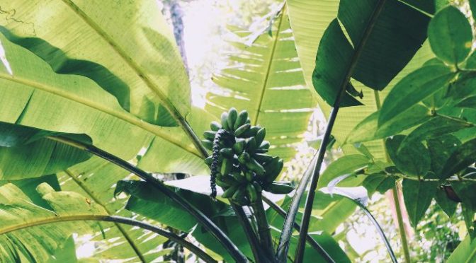 Tình bạn 9 năm với Đọt Chuối Non