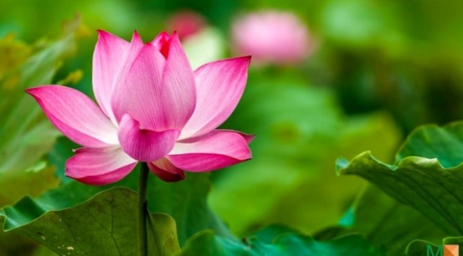 Luyện tâm tĩnh lặng và yêu người