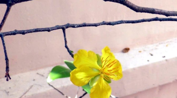 Thương cây mai già