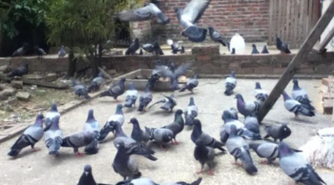 Thương loài vật