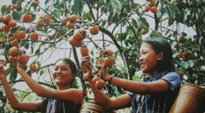 Tóc giả tặng chị