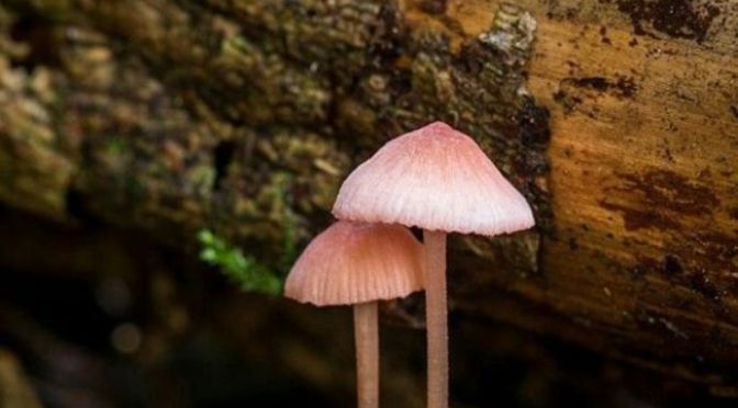 Đứng bên người đàn ông của bạn – Stand by your man