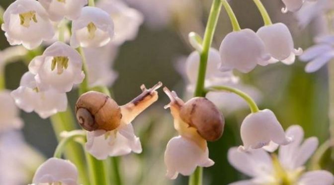 Lời cầu nguyện 443 – Prayer 443