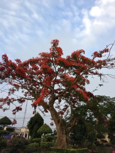 Mới đầu tháng Năm cây hoa phượng trong khuôn viên nhà thờ giáo xứ Vinh Quang (Hà Lan B) Gp. Ban mêthuột đã nở rộ.