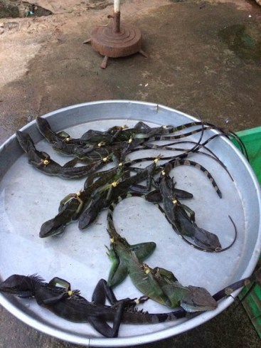 Kỳ tôm được bán gần cầu Bombo _ Bù Đăng. Loại trong khay 250.000 đ/ kí (Con nhỏ). Nếu lớn hơn 300.000 đ/ kí