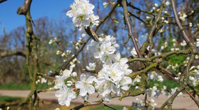 Bên mé rừng đã nở rộ hoa mai