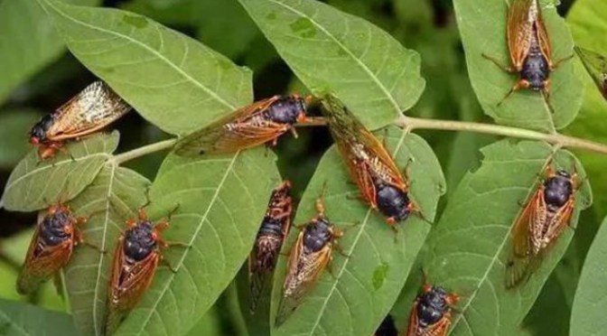 Thức ăn Chúa nuôi