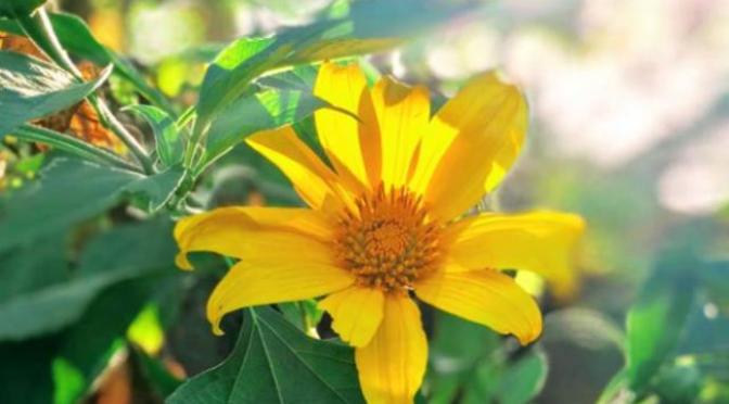 Những điều nhỏ nhoi