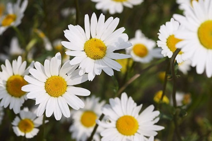 Daisy flowers - Vimarsana News