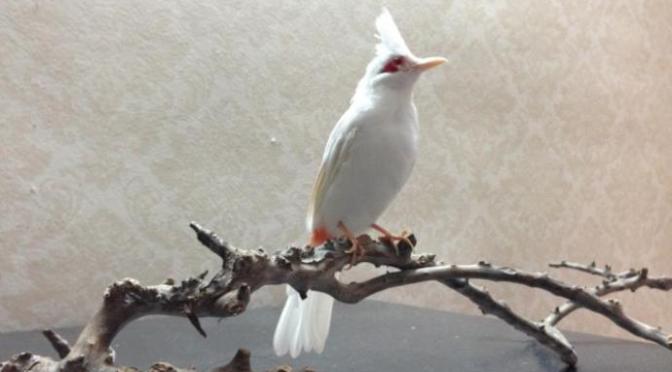 Tất cả là của Yàng